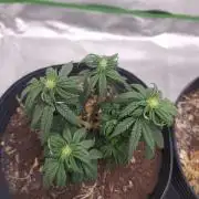Royal Moby - Royal Queen Seeds