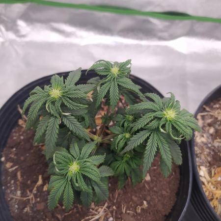 Royal Moby - Royal Queen Seeds