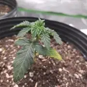 Royal Moby - Royal Queen Seeds
