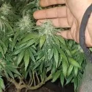 Royal Moby last flowering weeks.