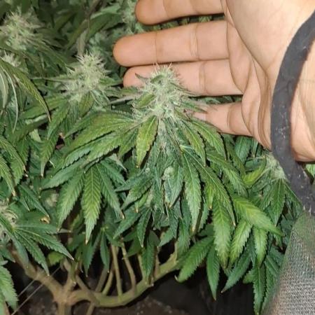 Royal Moby last flowering weeks.