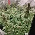 Critical RQS