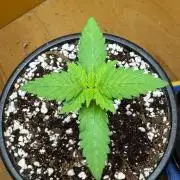 Tropicanna Poison F1 Fast - Sweet Seeds