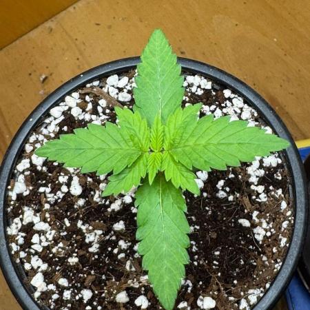 Tropicanna Poison F1 Fast - Sweet Seeds