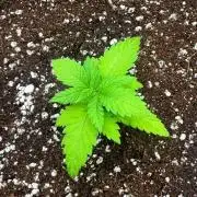 Tropicanna Poison F1 Fast - Sweet Seeds