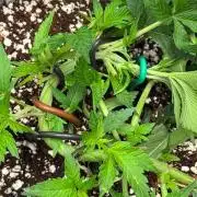 Tropicanna Poison F1 Fast - Sweet Seeds