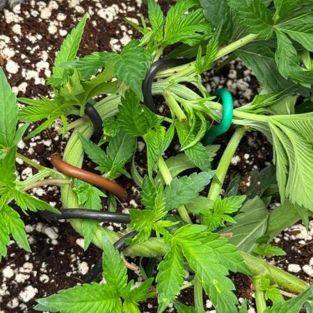 Tropicanna Poison F1 Fast - Sweet Seeds