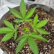 Tropicanna Poison F1 Fast - Sweet Seeds