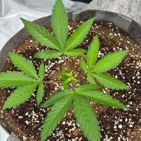 Tropicanna Poison F1 Fast - Sweet Seeds