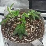 Tropicanna Poison F1 Fast - Sweet Seeds