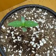 Tropicanna Poison F1 Fast - Sweet Seeds
