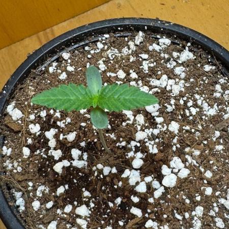 Tropicanna Poison F1 Fast - Sweet Seeds