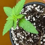 Tropicanna Poison F1 Fast - Sweet Seeds