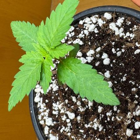 Tropicanna Poison F1 Fast - Sweet Seeds