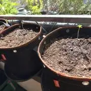 Fast buds Outdoor Balkon 26