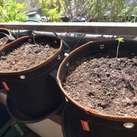Fast buds Outdoor Balkon 26