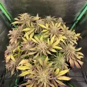Bruce Lemon Diesel Photoperiod