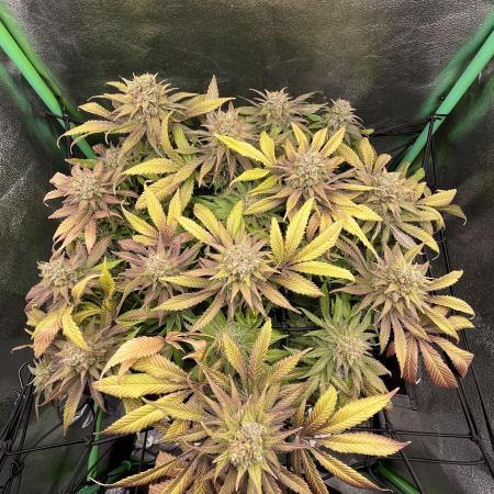 Bruce Lemon Diesel Photoperiod