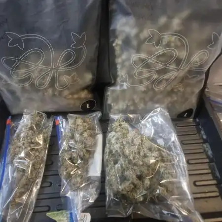 Super Sativa Seed Club