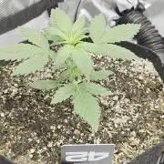 Fast Buds, 2 Strains, 3rd run