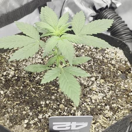 Fast Buds, 2 Strains, 3rd run