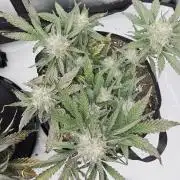 Guava Runtz Auto