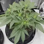Guava Runtz Auto