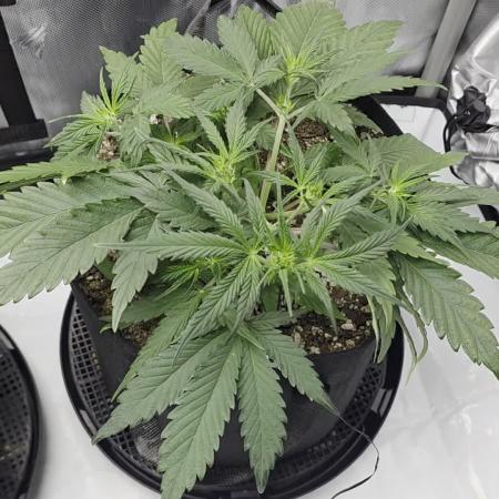 Guava Runtz Auto