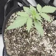 Guava Runtz Auto