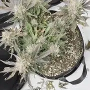 Guava Runtz Auto