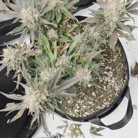 Guava Runtz Auto