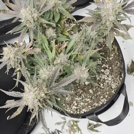 Guava Runtz Auto