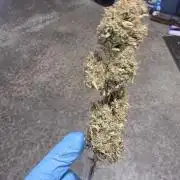 First Grow