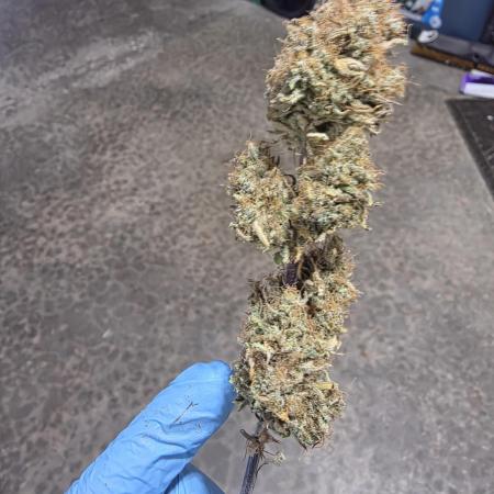 First Grow