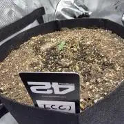 Fast Buds, 2 Strains, 3rd run