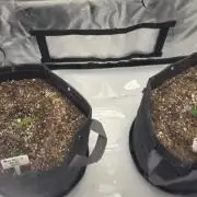 First Grow