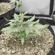 Fast Buds, 2 Strains, 3rd run