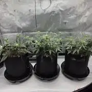 Guava Runtz Auto