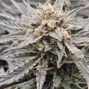 Guava Runtz Auto