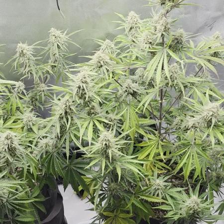 First Grow