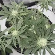 Guava Runtz Auto