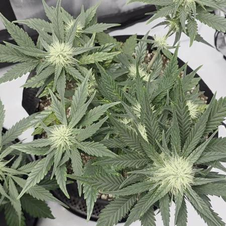 Guava Runtz Auto