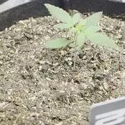 Fast Buds, 2 Strains, 3rd run