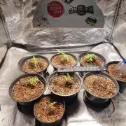 FASTBUDS