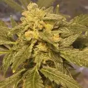 FASTBUDS