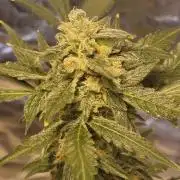 FASTBUDS