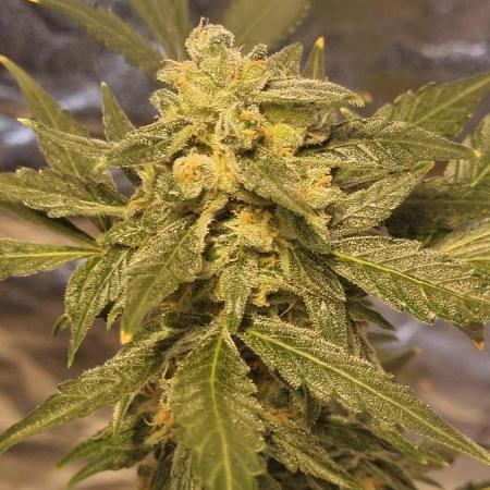 FASTBUDS