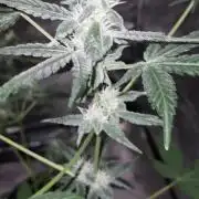FASTBUDS