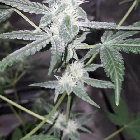 FASTBUDS