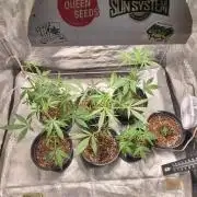 FASTBUDS